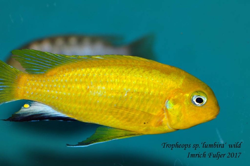 Tropheops macrophthalmus 'Lumbira'